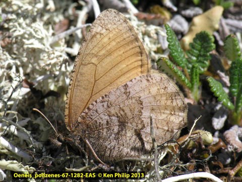 light brown butterfly