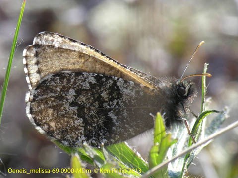 dark gray butterfly