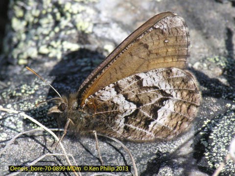 brown and gray butterfly