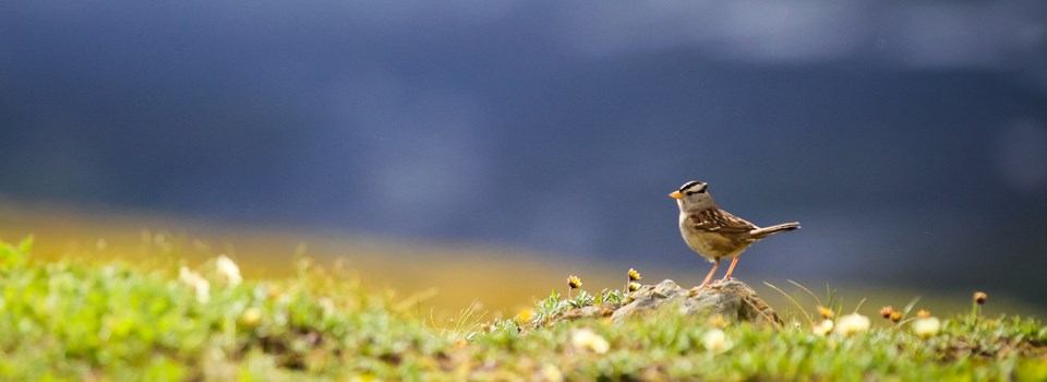 Small songbird stands on ground