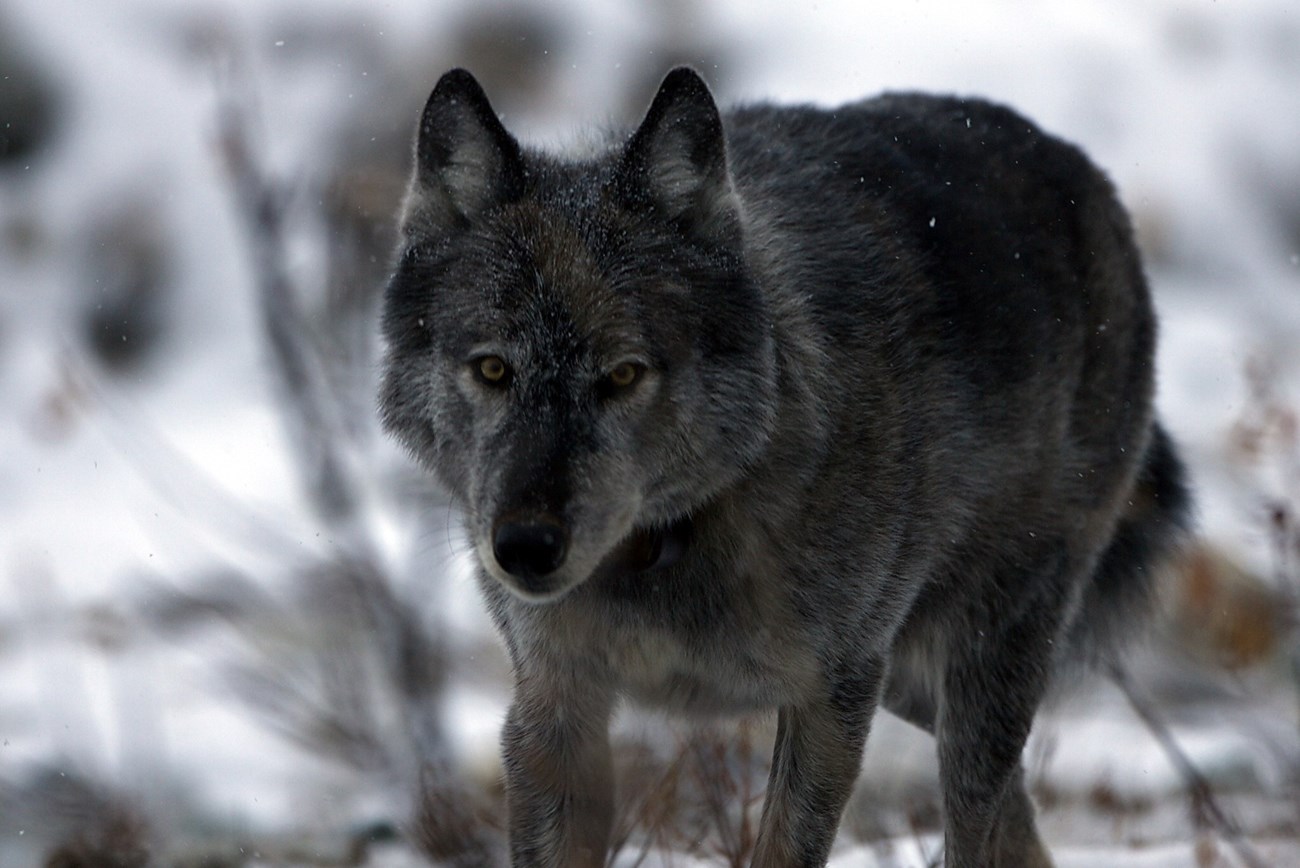 A dark gray wolf trots forward with an intense expression.