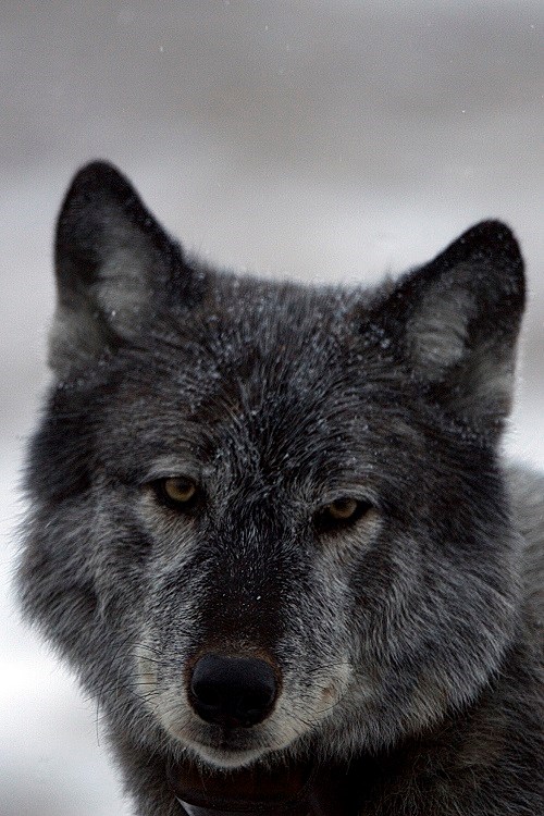 close up portrait of a dark-colored wolf