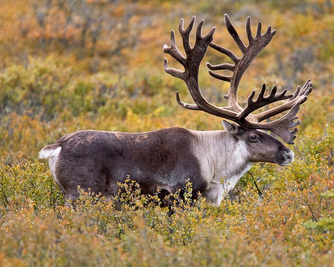 Image result for caribou