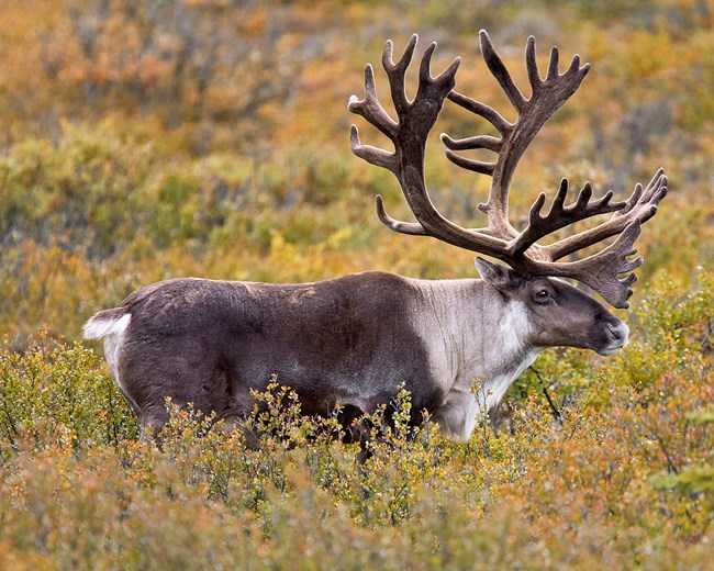 Caribou Profile August_resize_3