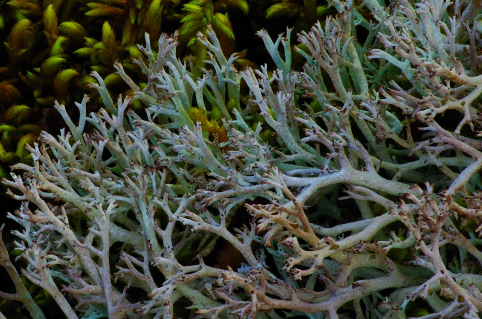 white colored lichen white colored lichen