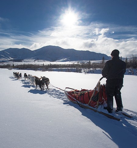 a dog team pulls a sled and musher on a sunny day