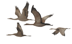 a digital image of crane-like birds in flight