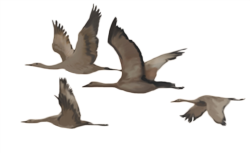 a digital image of crane-like birds in flight
