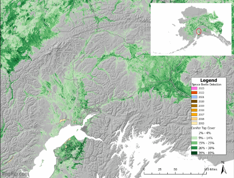 This map shows the earliest sign of spruce beetle detectability through spruce mortality on the south and southeast borders of Denali National Park and Preserve (Frost and Macander, 2024).
