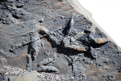 a fossilized track of a crane-like bird