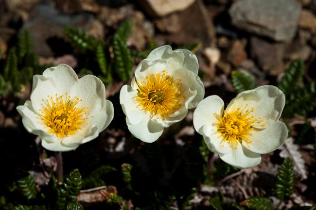 Three small flowers growing low to the ground with a yellow center and white petals.