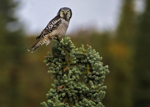 NHO-cropped.jpg?maxwidth\u003d650\u0026a