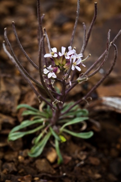 A plant with long lance-shaped leaves and small purple and white flowers.