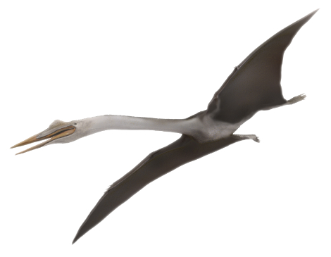 Peerless Pterosaur Could Fly Long-Distance For Days : NPR