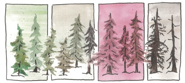 a watercolor illustration showing the progression of a spruce forest from healthy to death