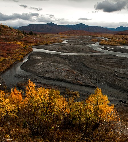Fall leaves overlook a braided river channel with mountains in the background