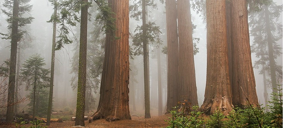 sequoia trees stand in fog sequoia trees stand in fog