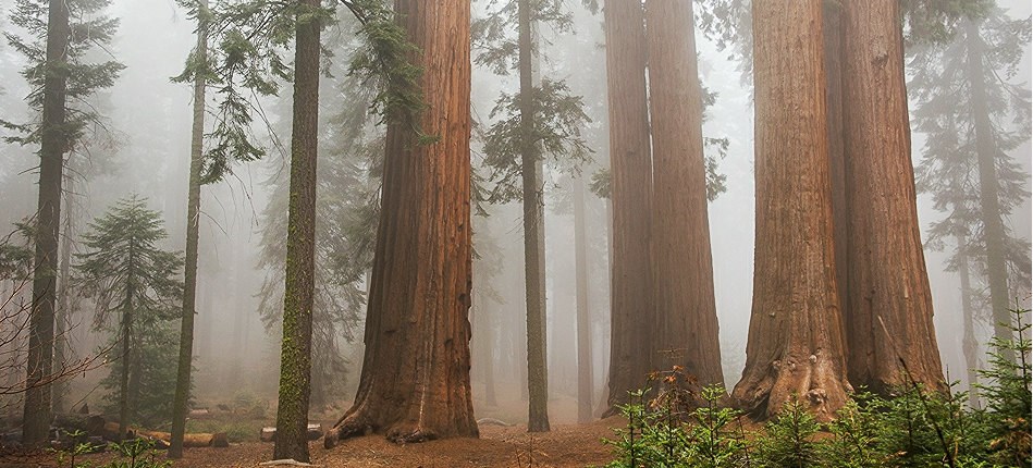 sequoia trees stand in fog