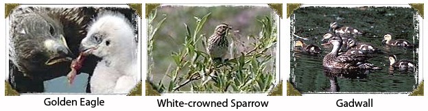 Eagle, Sparrow, Gadwall Eagle, Sparrow, Gadwall