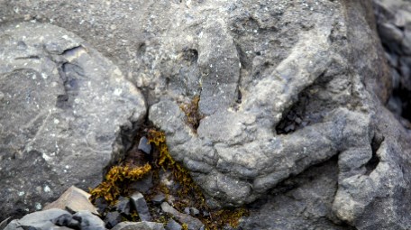 a four toed track in rock