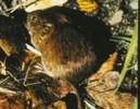 Image of vole