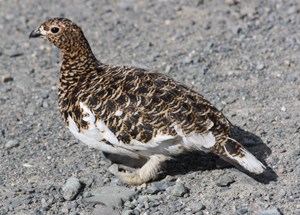 Mottled brown and white bird stands on ground