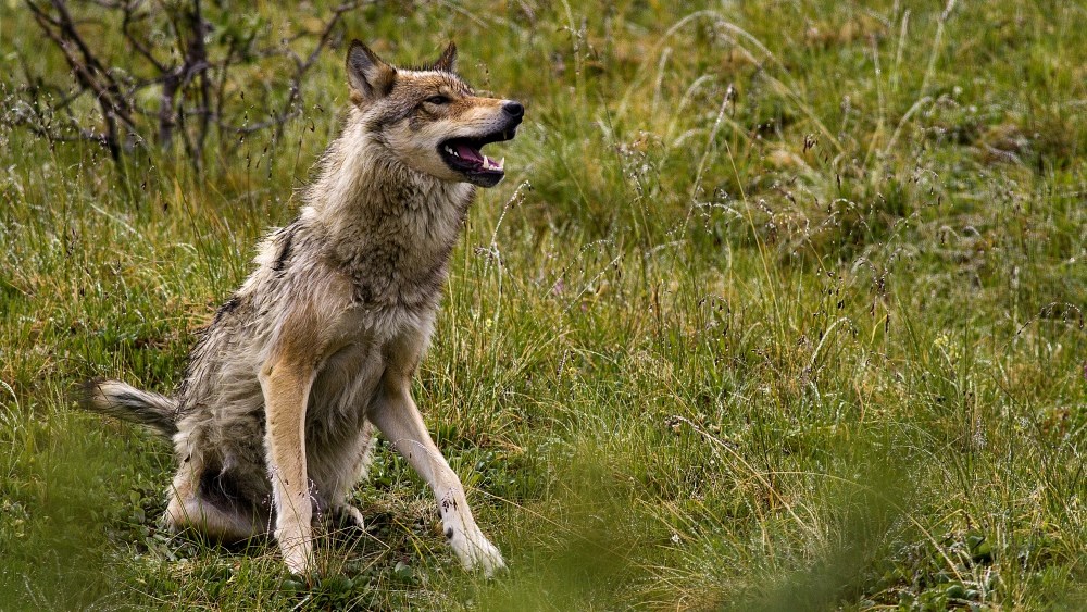 a wolf sits in the grass with its mouth open