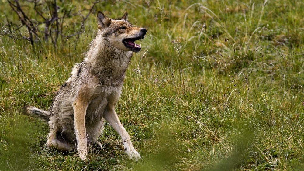 a wolf sits in the grass with its mouth open