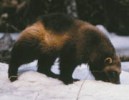 Image of wolverine Image of wolverine