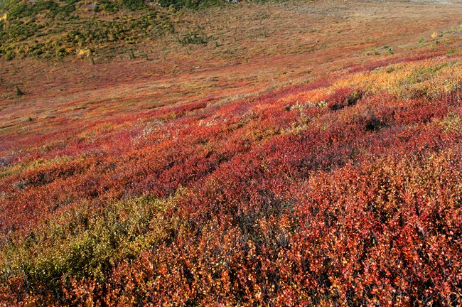 brushy hillside in shades of green, yellow, red and orange