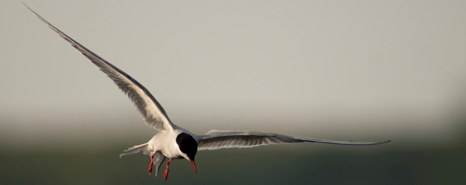 White and black bird flies through the air