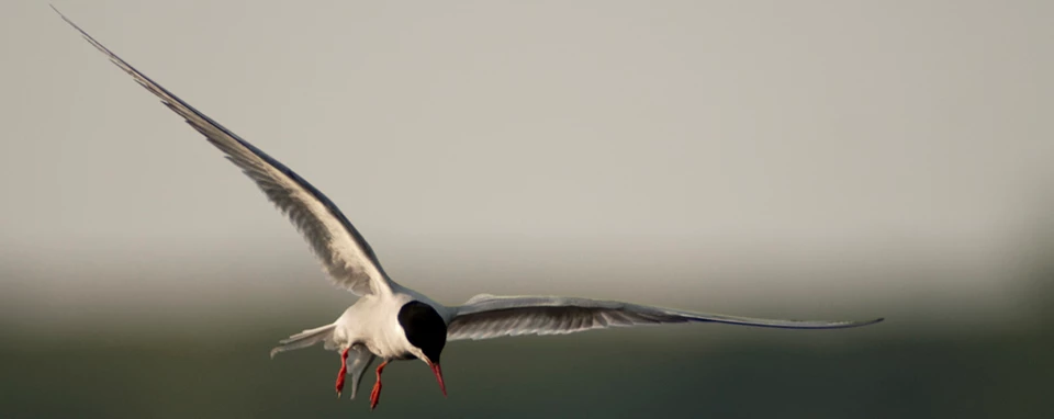 arctic_tern_banner White and black bird flies through the air