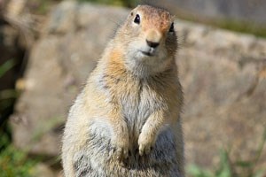 Arctic Ground Squirrel