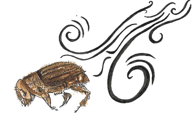 An illustration of a spruce beetle (drendroctonus rufipennis) being carried by the wind.