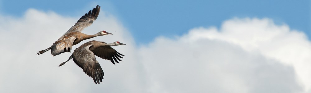 two sandhill cranes fly across the sky