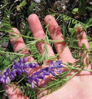 Closeup of a few plants with many purple flowers on top of a person's hand