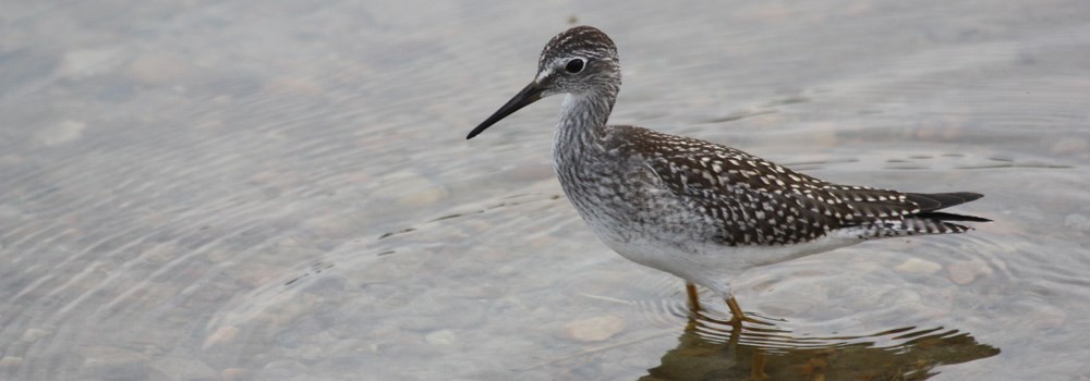 a shorebird wades through water a shorebird wades through water
