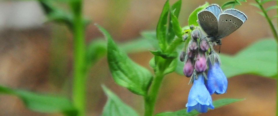 butterfly on bluebell flower butterfly on bluebell flower