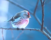 Common redpoll. Common redpoll.