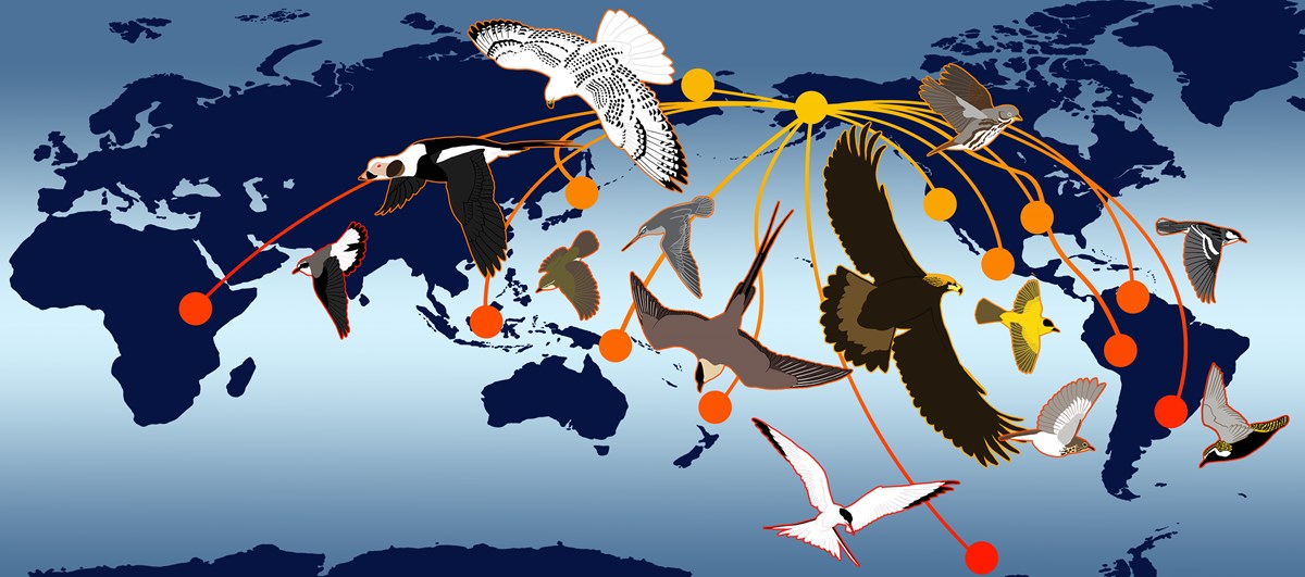 Illustration of bird migration paths Illustration of bird migration paths