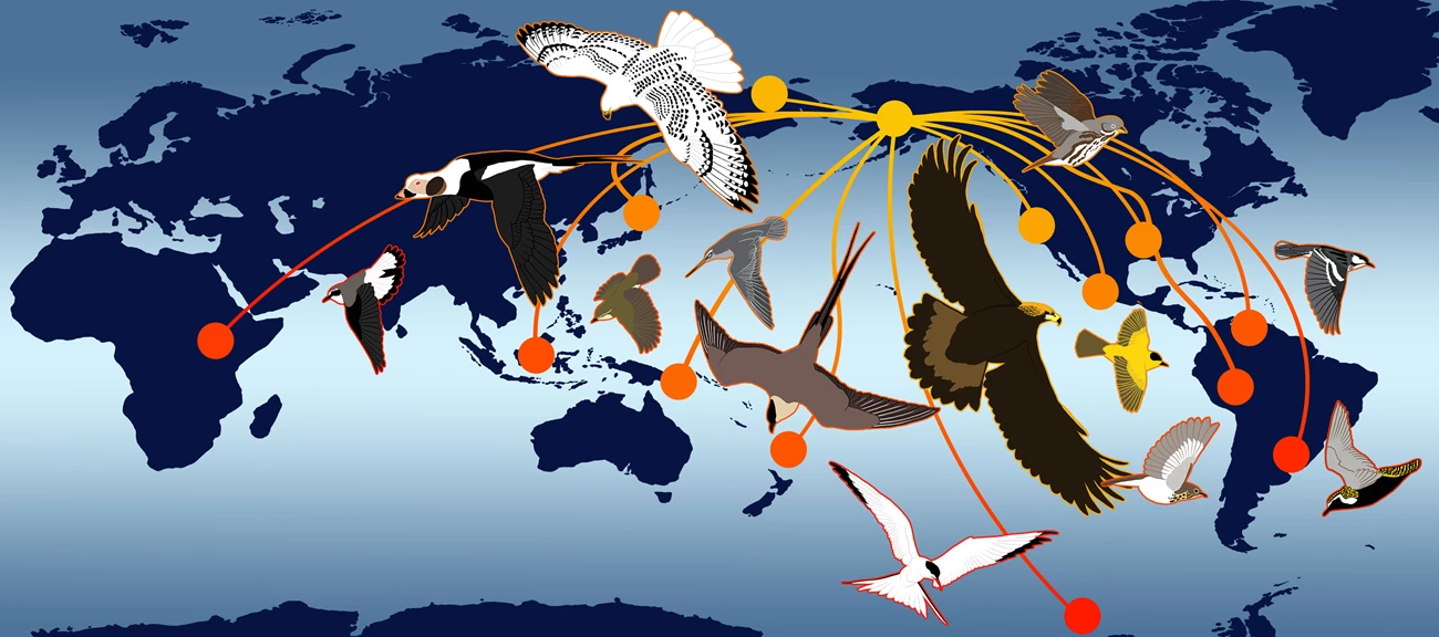 Illustration of bird migration paths Illustration of bird migration paths