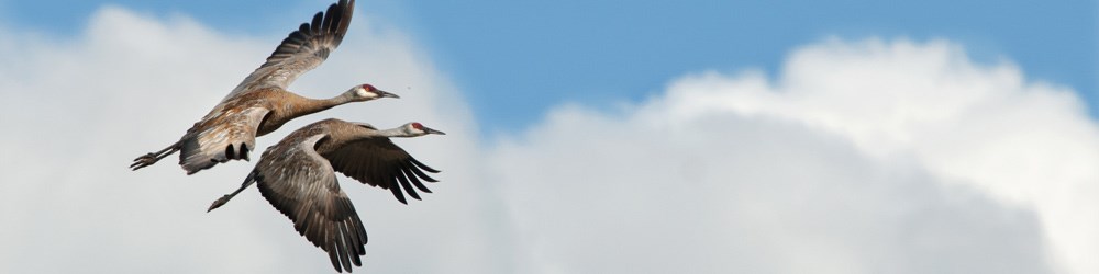 two sandhill cranes fly through the sky
