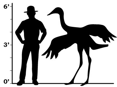 a comparison between a crane and a ranger that show they are of a similar size