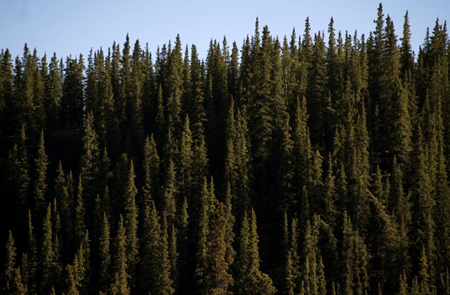 A dense forest of green spruce trees against a light blue sky.