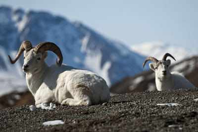 dall sheep denali national park preserve u s national park
