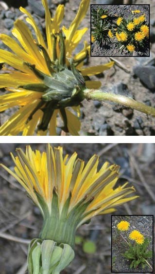 Two similar-looking yellow flowers with slight differences, compared side-by-side