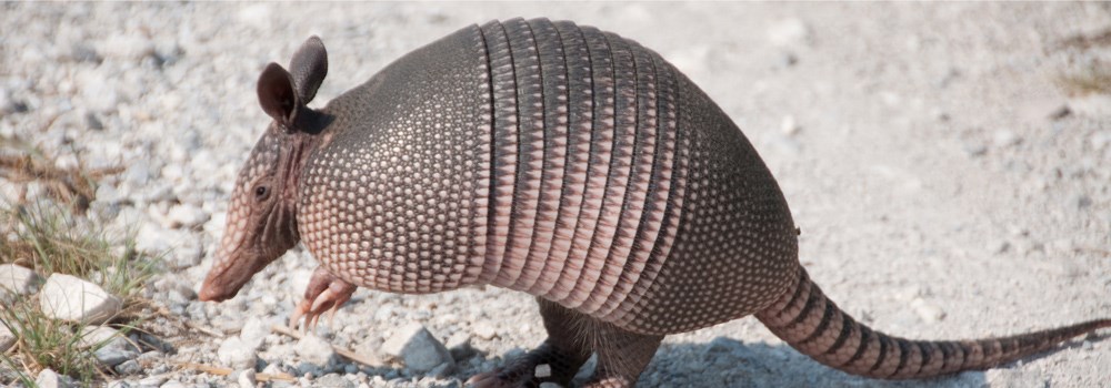an armadillo sits in the desert an armadillo sits in the desert