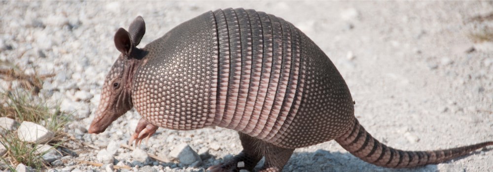an armadillo sits in the desert