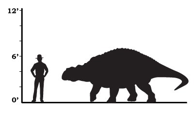 a size comparison that shows edmontonia was only a little taller than a human