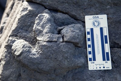 a close up of a fossilized edmontonia track